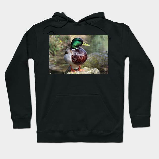 Mallard Duck Hoodie by pinkal